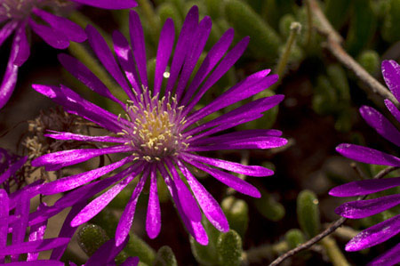Drosanthemum - flowering dew plants